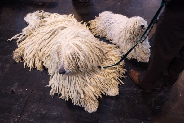 Puli dogs on leash