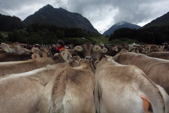 Herdsmen Return Cattle In Annual Alpine Descent