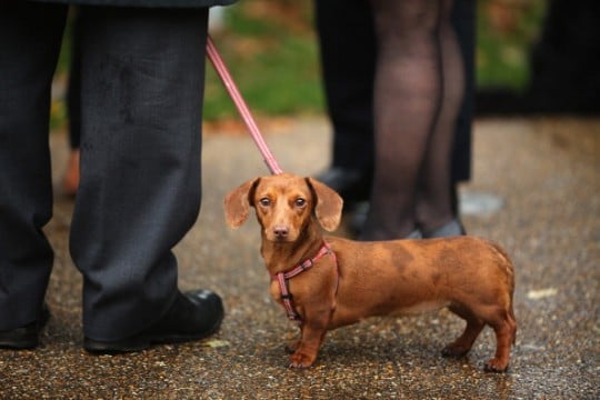 MP's And Their Dogs Contest The Westminister Dog Of The Year Competition