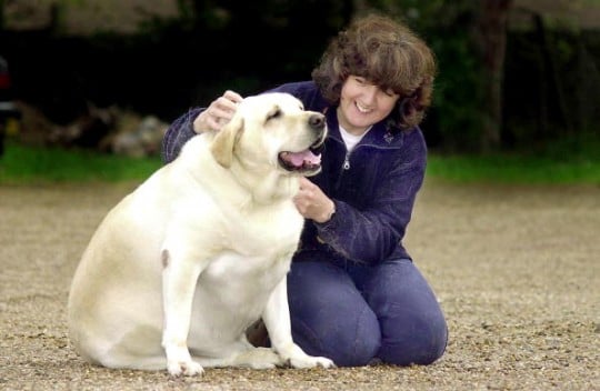 Labrador Dog Forced Onto Diet