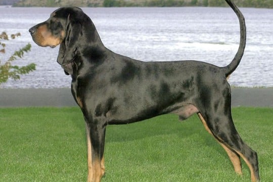 coon hound