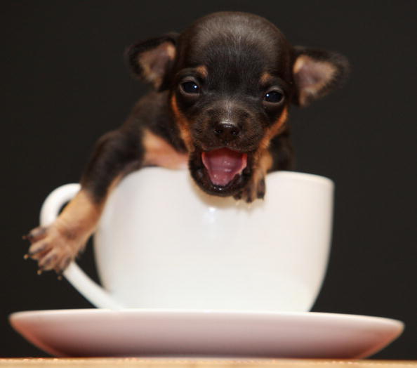 Ten of the Best DogFriendly Companies to Work For