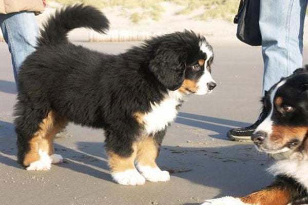 smallest bernese mountain dog