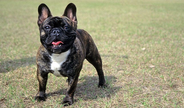 are french bulldogs dwarf dog bred