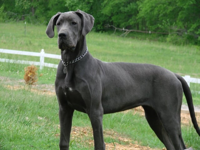 The Top 20 Large-Sized Dog Breeds