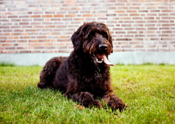 labradoodle