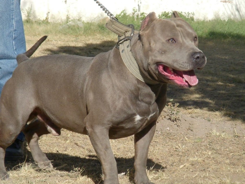 blue nose brindle pitbull