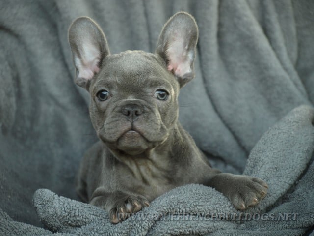 blue roan french bulldog