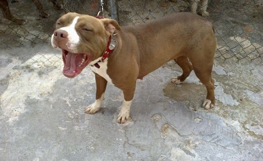 red nose pitbull stuffed animal