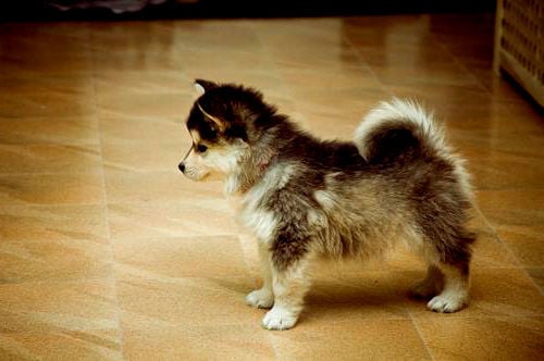 a pomeranian mixed with a husky