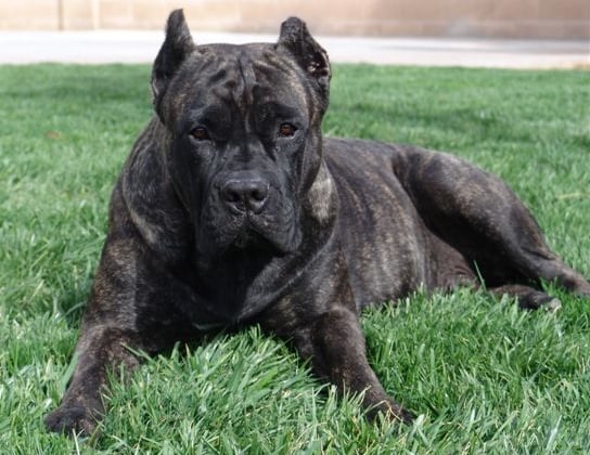 Cane Corso