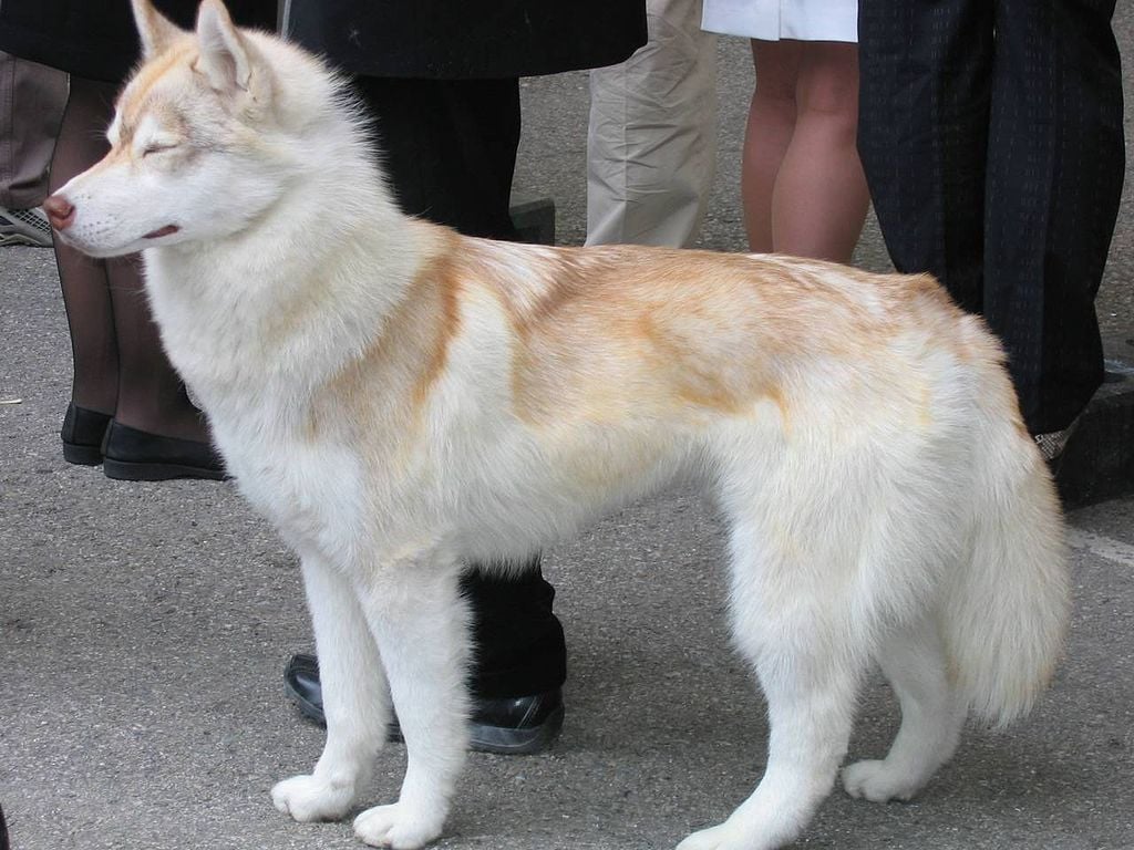 rare siberian husky