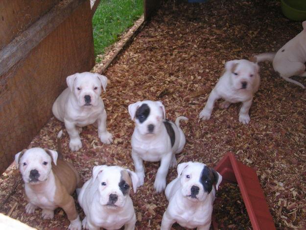 american bull dog puppies