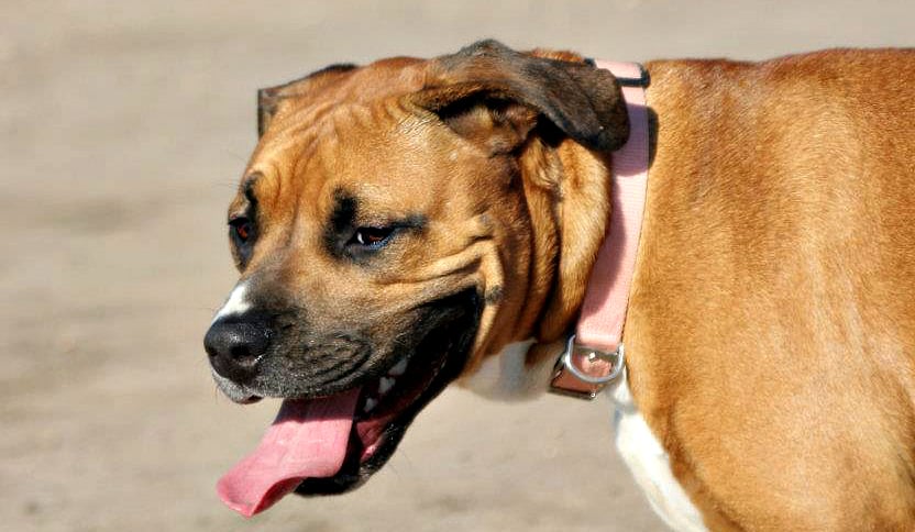 boxer pitbull lab mix puppies