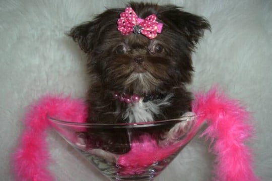 imperial teacup shih tzu