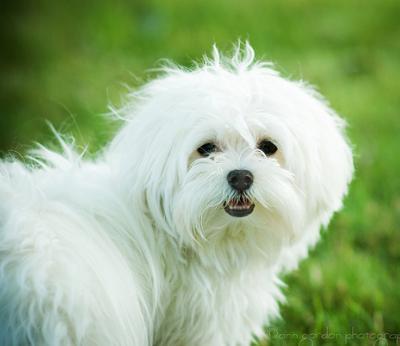 Apakah Teacup Maltese Anjing yang Tepat untuk Anda?