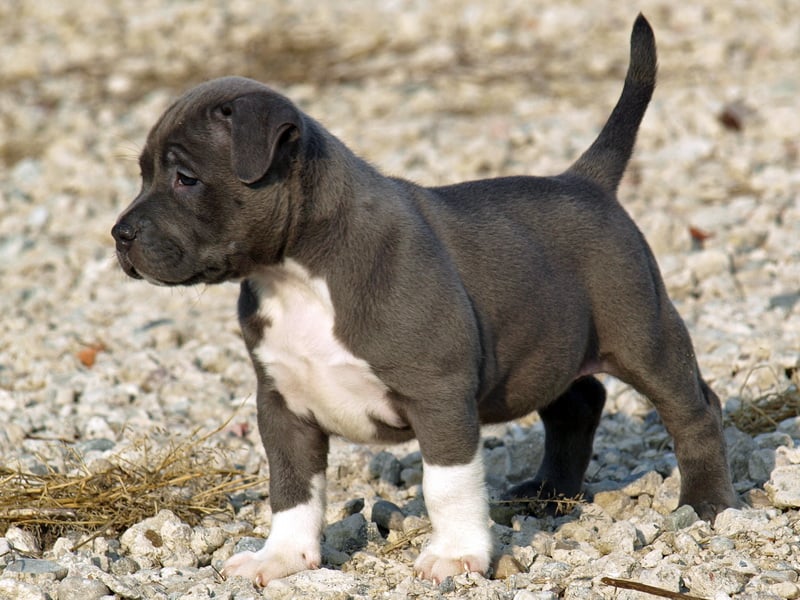 how do you handle a pitbull puppy