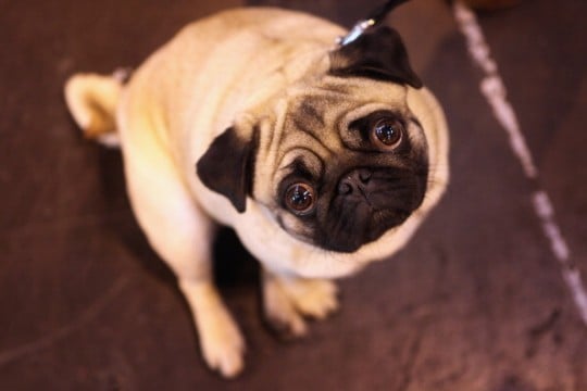 pug 