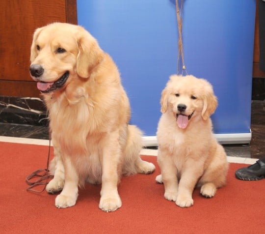 Five Reasons Your Golden Retriever is Mad at You > Puppy Toob