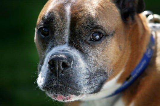 Boxer