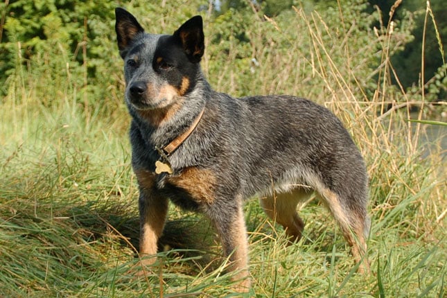 blue heeler puppy cute