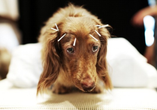 dog