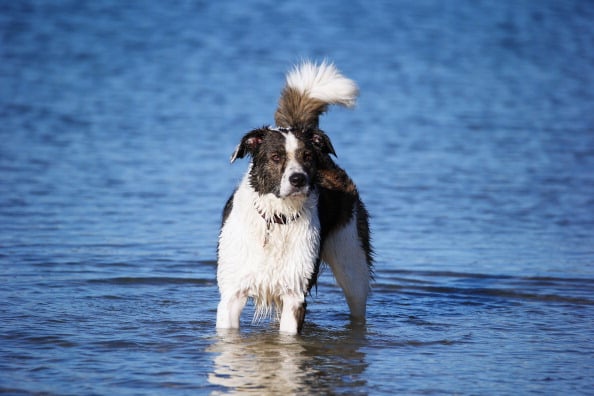 Border Collie Dog Breed Information and Photos