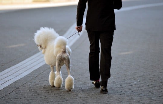 dogs