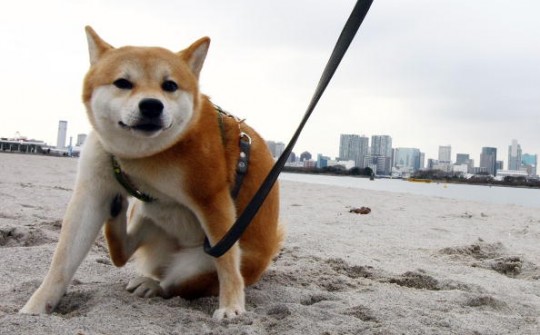 dog