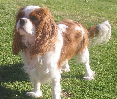 king charles spaniel
