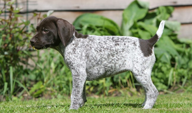 german shorthaired pointer newborn puppies