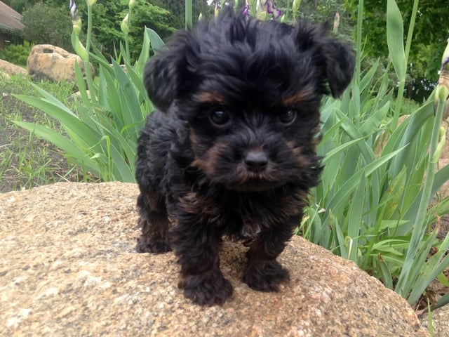 do yorkie poos get along with dogs