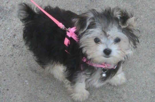 how much should i pay for a morkie puppy