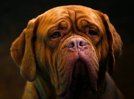 what is the biggest english mastiff