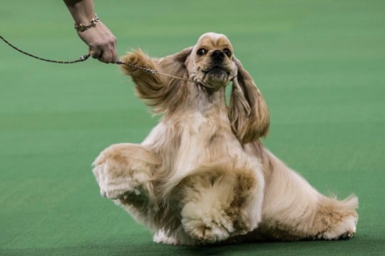 cocker spaniel 