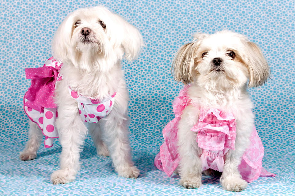 20 Dogs that Should Do Runway Fashion