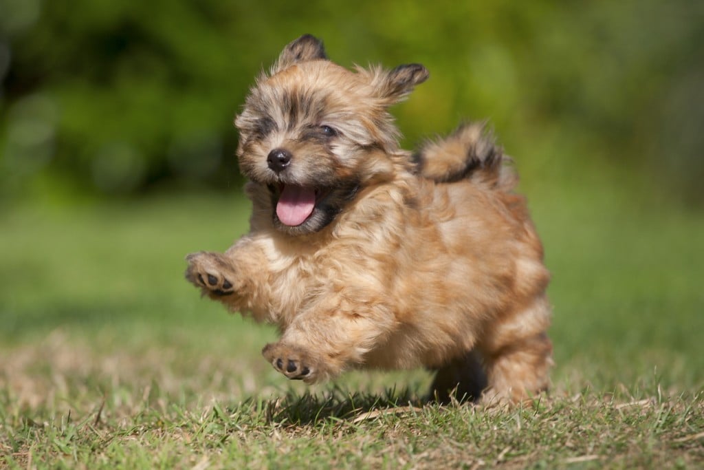 small therapy dogs