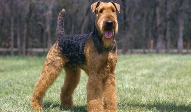 airedale terrier