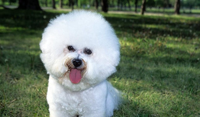 bichon