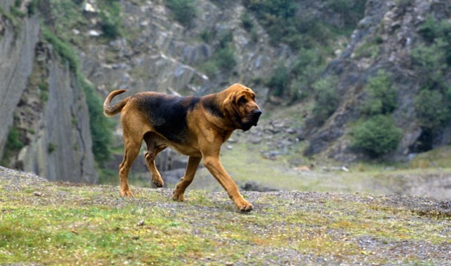 bloodhound