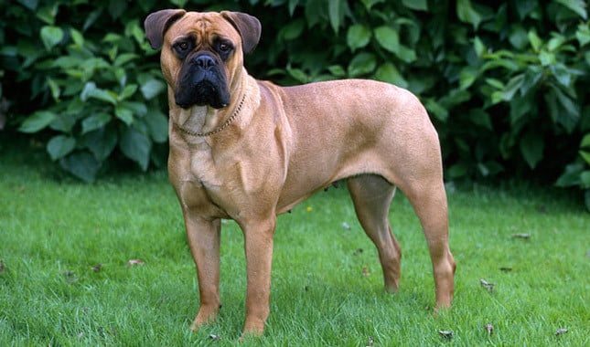 what is the life expectancy of a english bull mastiff