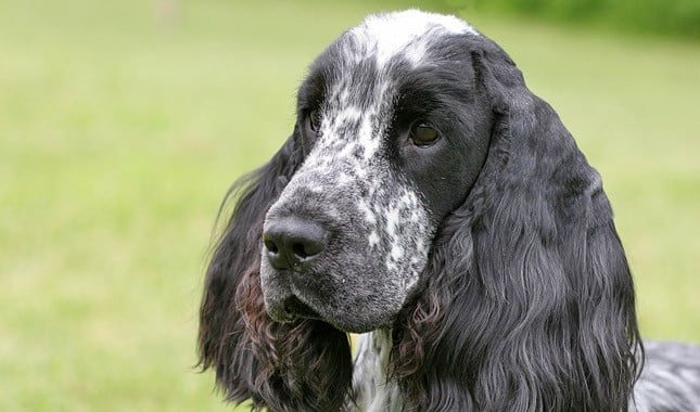 english cocker spaniel