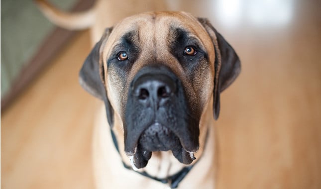 english mastiff