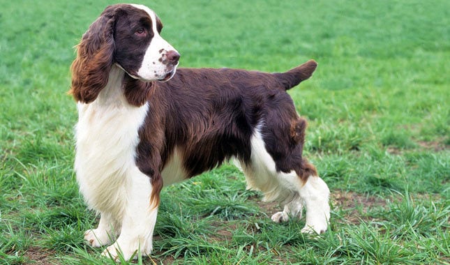 english springer spaniel