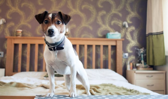 jack russell terrier