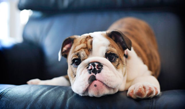 old english bulldog