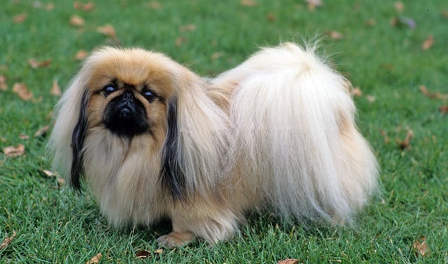 pekingese