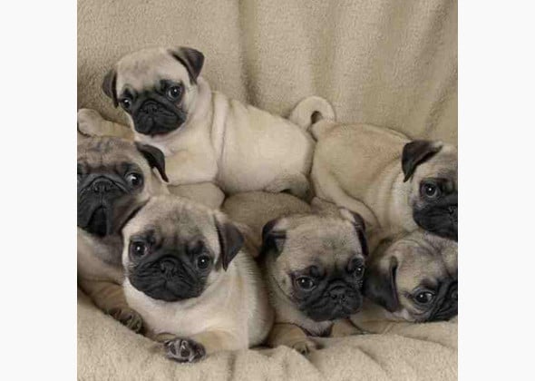 pugs