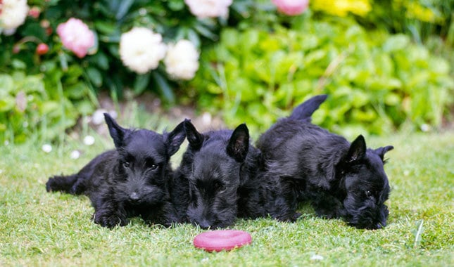 scottish terrier