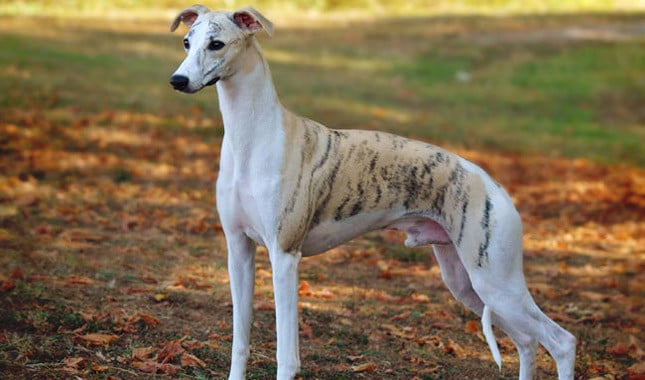 whippet